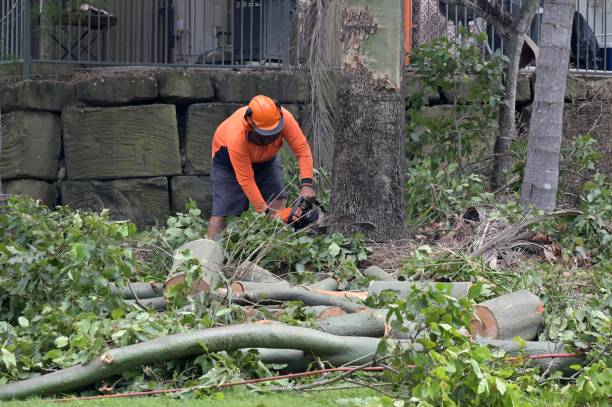 Trusted Ames, TX Tree Services Experts